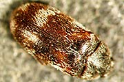 Berlink&auml;fer