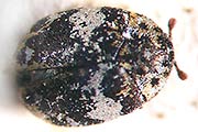 Bibernellen Bl&uuml;tenk&auml;fer