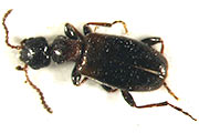 Blumenk&auml;fer