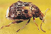 Erbsenk&auml;fer