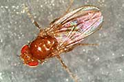 Fruchtfliege