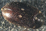 Gefleckter Pelzk&auml;fer