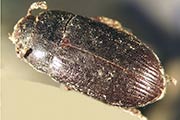 Gl&auml;nzendschwarzer Getreideschimmelk&auml;fer