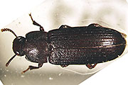 Gro&szlig;er Reismehlk&auml;fer