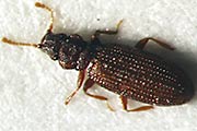 Hefek&auml;fer