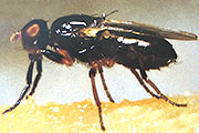 K&auml;sefliege