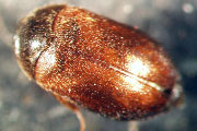Khaprak&auml;fer