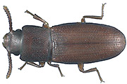 Klein&auml;ugiger Reismehlk&auml;fer