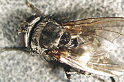 Kleine Stubenfliege