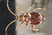 Kr&auml;uterdieb