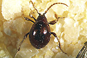 Kugelk&auml;fer