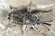 Maisk&auml;fer