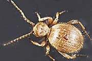 Messingk&auml;fer