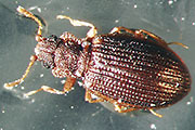 Moderk&auml;fer