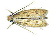 Pelzmotte