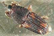 Reisk&auml;fer