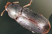Schwarzer Reismehlk&auml;fer