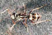 Schwarzgraue Sklavenameise