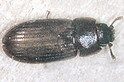 Siamesischer Flachk&auml;fer