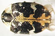Teppichk&auml;fer