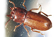 Vierhornk&auml;fer