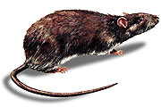 Wanderratte