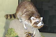 Waschb&auml;r