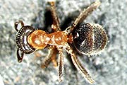 Zweifarbige Wegameise