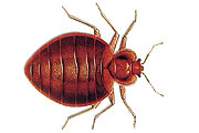Bettwanze