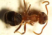 Braune Wegameise