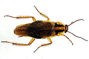 Deutsche Schabe