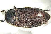 Dornspeckk&auml;fer