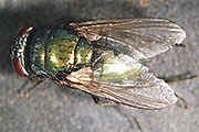 Goldfliege