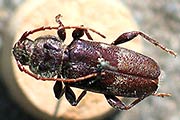 Hausbock