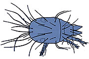 K&auml;semilbe