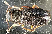 Koprak&auml;fer