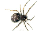 Kugelspinne