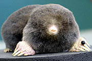 Maulwurf