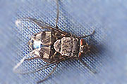 Schmei&szlig;fliege