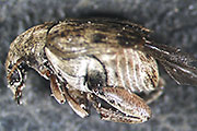 Speisebohnenk&auml;fer